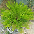 Coontie Palm | Vego Garden