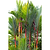 Lipstick Palm | Vego Garden