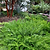 Coontie Palm | Vego Garden