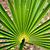 Needle Palm Tree | Vego Garden