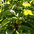 Prolific Kiwi | Vego Garden