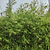 Maculata Bamboo | Vego Garden