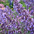 Picture Purrfect Catmint | Vego Garden