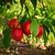 Flavortop Nectarine Tree | Vego Garden