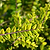 Thunderbolt® Box Honeysuckle | Vego Garden