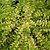 Thunderbolt® Box Honeysuckle | Vego Garden