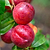 Flavortop Nectarine Tree | Vego Garden