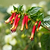 Vermillionaire® Large Firecracker Plant | Vego Garden