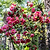 R.L. Wheeler Camellia | Vego Garden