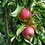 Tasty Red™ Fruit Snacks™ Apple Tree | Vego Garden