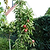 Tasty Red™ Fruit Snacks™ Apple Tree | Vego Garden