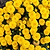 8 Inch Chrysanthemums
