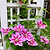 Dr. Ruppel Clematis | Vego Garden