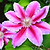 Dr. Ruppel Clematis | Vego Garden