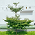 Black Olive Tree