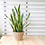 Laurentii Snake Plant | Vego Garden