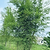 Maculata Bamboo | Vego Garden