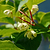 Prolific Kiwi | Vego Garden