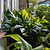 Dwarf Tiny Tank Cast Iron Plant | Vego Garden