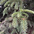 Bush& | Vego Garden
