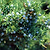 Brodie Eastern Red Cedar | Vego Garden