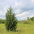 Brodie Eastern Red Cedar | Vego Garden