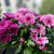 8 Inch Chrysanthemums