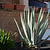 Americana Silver Agave | Vego Garden