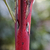 Lipstick Palm | Vego Garden