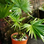 Chinese Fan Palm | Vego Garden