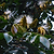 Ice Cream Bean Tree | Vego Garden