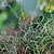 ColorGrass® Twister