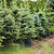 Baby Blue Eyes Spruce | Vego Garden