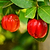 Barbados & | Vego Garden