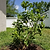 Key Lime Tree (CA)
