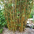 Golden Goddess Bamboo | Vego Garden