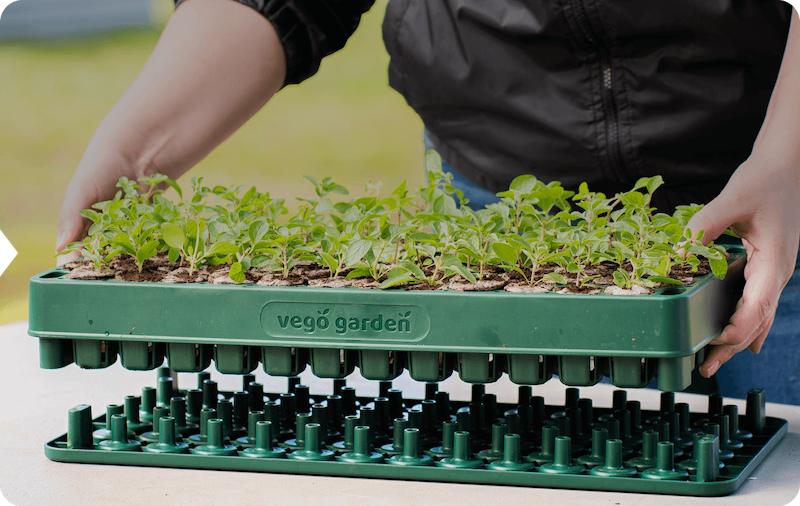 Vego garden beds