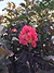 Thunderstruck™ Coral Boom™ Crape Myrtle | Vego Garden