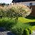 Tri-Color Dappled Willow Tree | Vego Garden