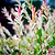Tri-Color Dappled Willow Tree | Vego Garden