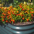 32" Tall 4 In 1 Modular Metal Raised Garden Bed Kit | Vego Garden