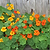 Jewel Mix Nasturtium Seedlings | Vego Garden | Vego Garden