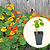 Jewel Mix Nasturtium Seedlings | Vego Garden | Vego Garden
