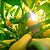 Yellow Crookneck Squash Seedlings | Vego Garden | Vego Garden