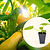 Yellow Crookneck Squash Seedlings | Vego Garden | Vego Garden