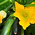 Enducrance Zucchini Squash Seedlings