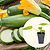 Enducrance Zucchini Squash Seedlings | Vego Garden