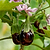 Black Beauty Eggplant Seedlings | Vego Garden