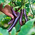 Asian Delight Eggplant Seedlings | Vego Garden