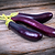 Asian Delight Eggplant Seedlings